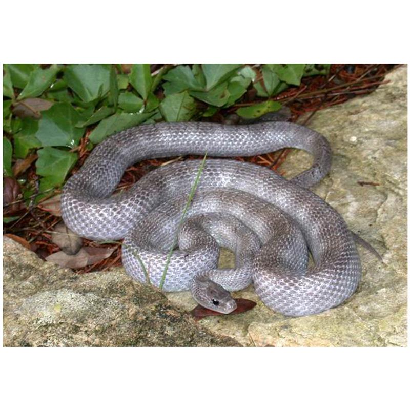 Sarpele de Porumb fantoma - imagine 4